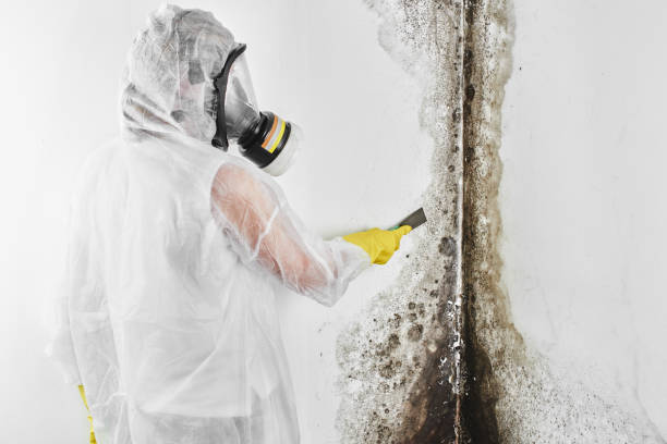 Best Toxic Mold Removal  in Glendora, CA
