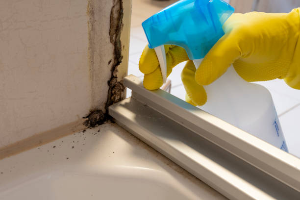Mold Testing and Removal in Glendora, CA