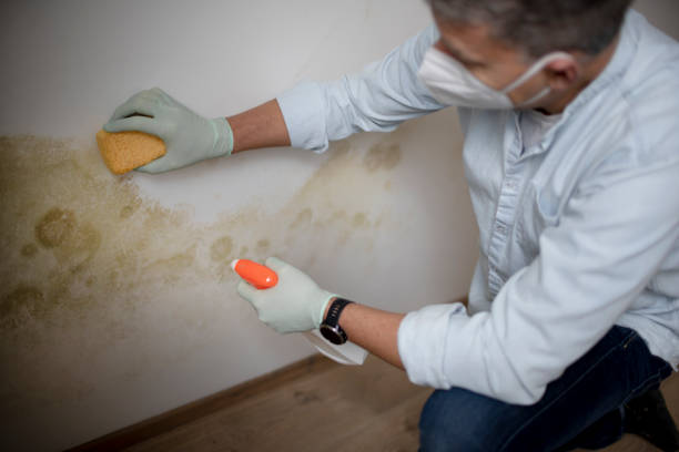 Best Mold Remediation  in Glendora, CA