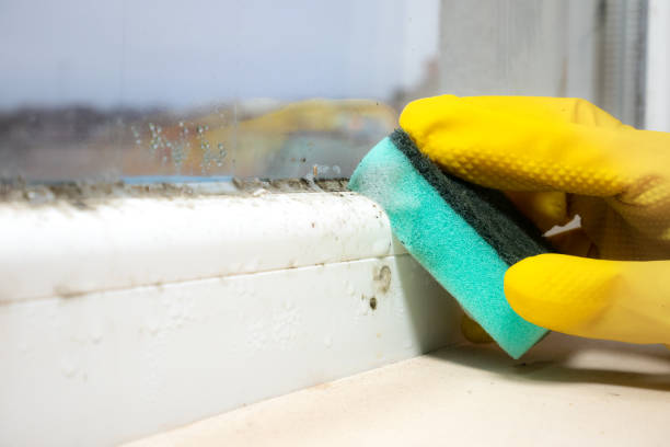 Best Attic Mold Removal  in Glendora, CA