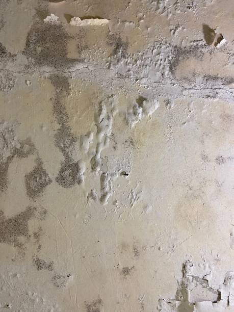 Office Mold Removal Services in Glendora, CA