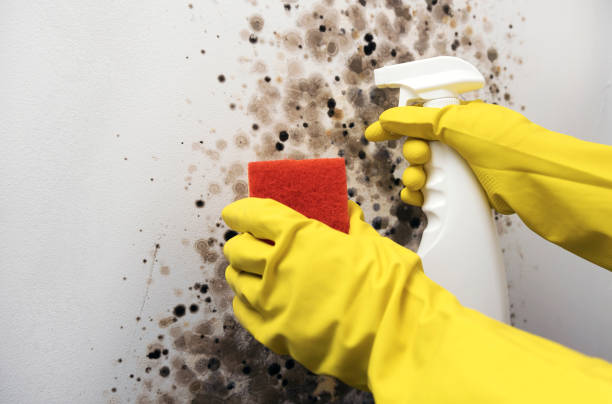Best Black Mold Removal  in Glendora, CA