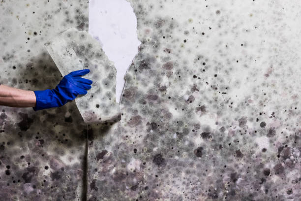 Best Professional Mold Removal  in Glendora, CA