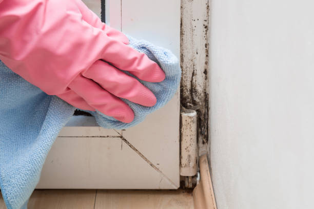 Best Attic Mold Removal  in Glendora, CA