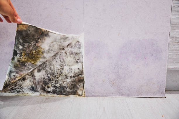 Best Local Mold Removal Service  in Glendora, CA